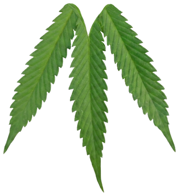 Isotipo de Mendiva: tres folíolos de cannabis que forman la letra M